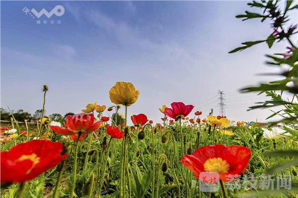 天博体育官方平台入口牛首山下繁花尽开 花嬉谷听见花开的声音(图1)