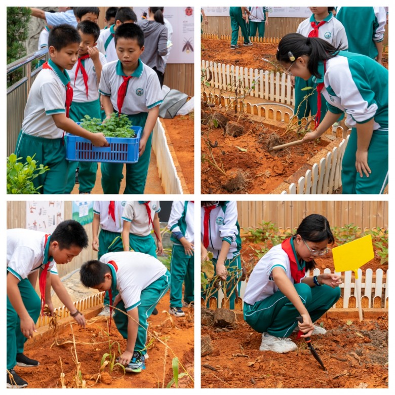 天博体育官方平台入口韶关：田家炳沙湖绿洲小学劳动教育农场开课 今托管平台赋能课后(图3)