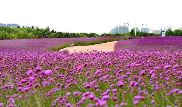 天博体育官方平台入口上海最美的“免费”花海：400多亩花田齐齐绽放(图1)