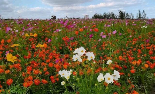 天博体育官方平台入口上海最美的“免费”花海：400多亩花田齐齐绽放(图3)