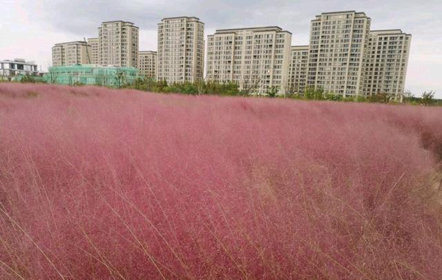 天博体育官方平台入口上海最美的“免费”花海：400多亩花田齐齐绽放(图7)