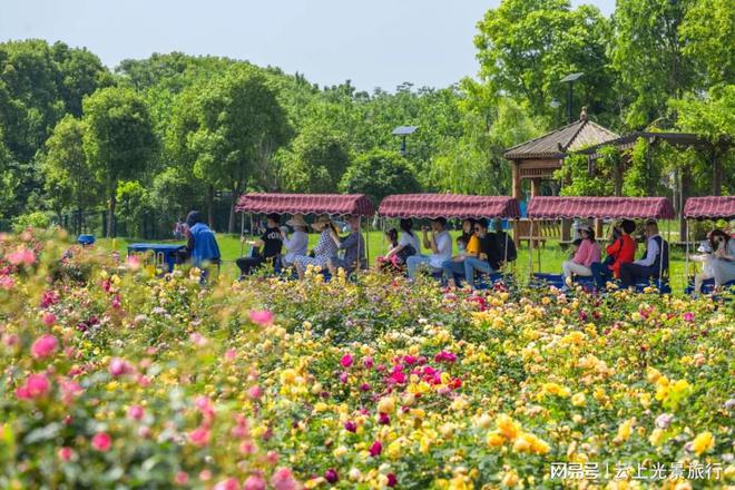 天博体育官方平台入口10万平花海绽放武汉最大的花海博览汇(图5)